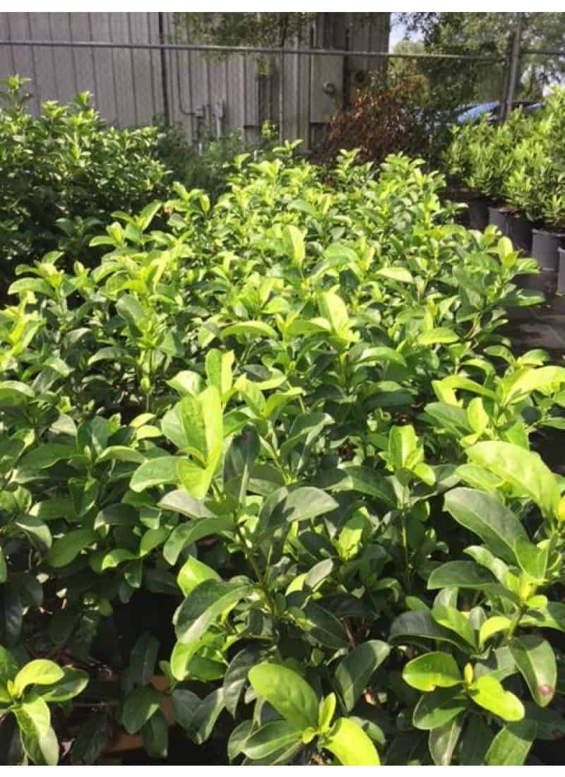 Viburnum Odorotissimum Fast Growing Privacy Hedge 1 Live Quart Size Plants Sweet Viburnum 
