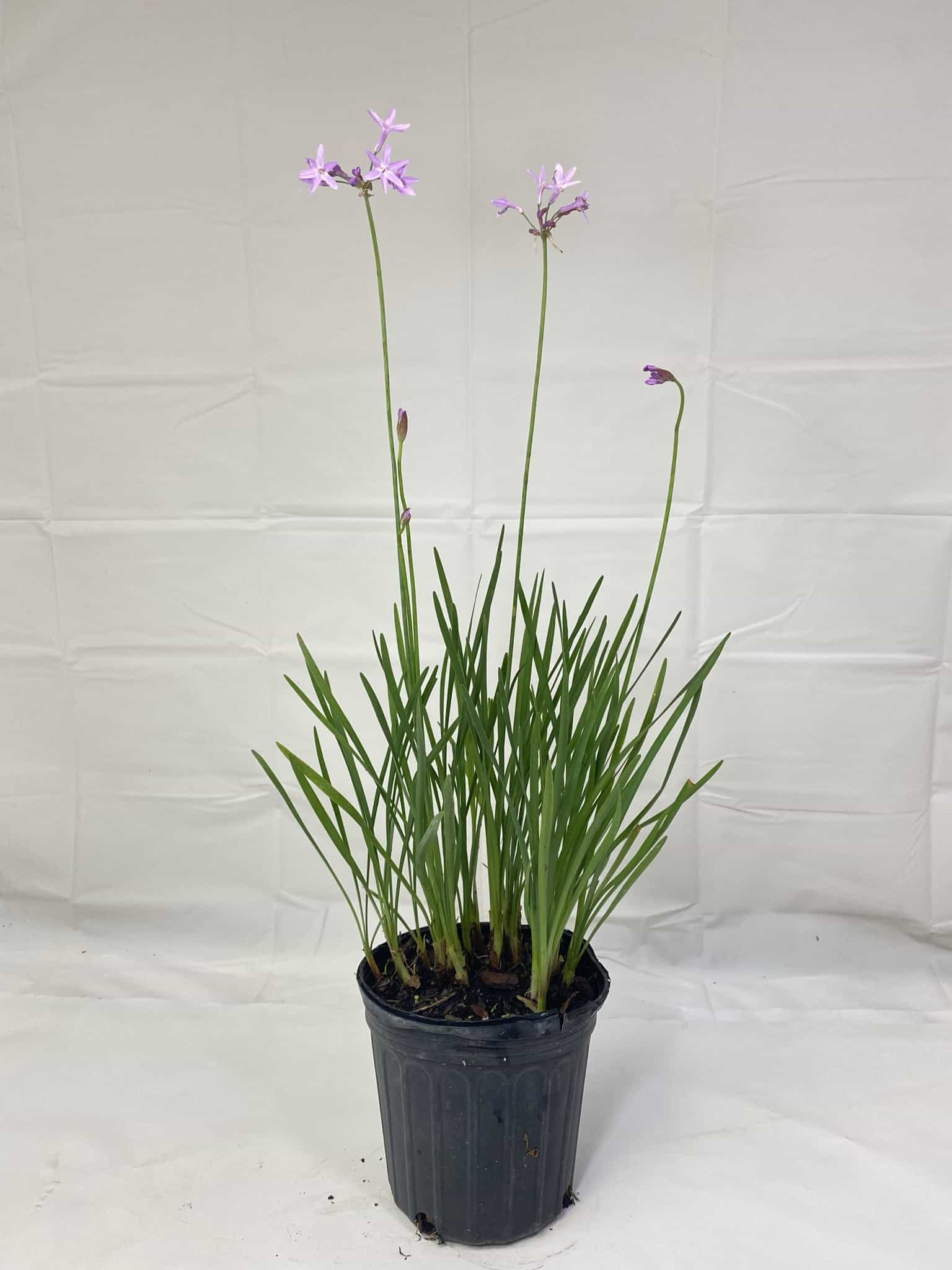 Details about   Live Society Garlic aka Tulbaghia violacea green Perennial Plant Fit 1Gallon Pot 