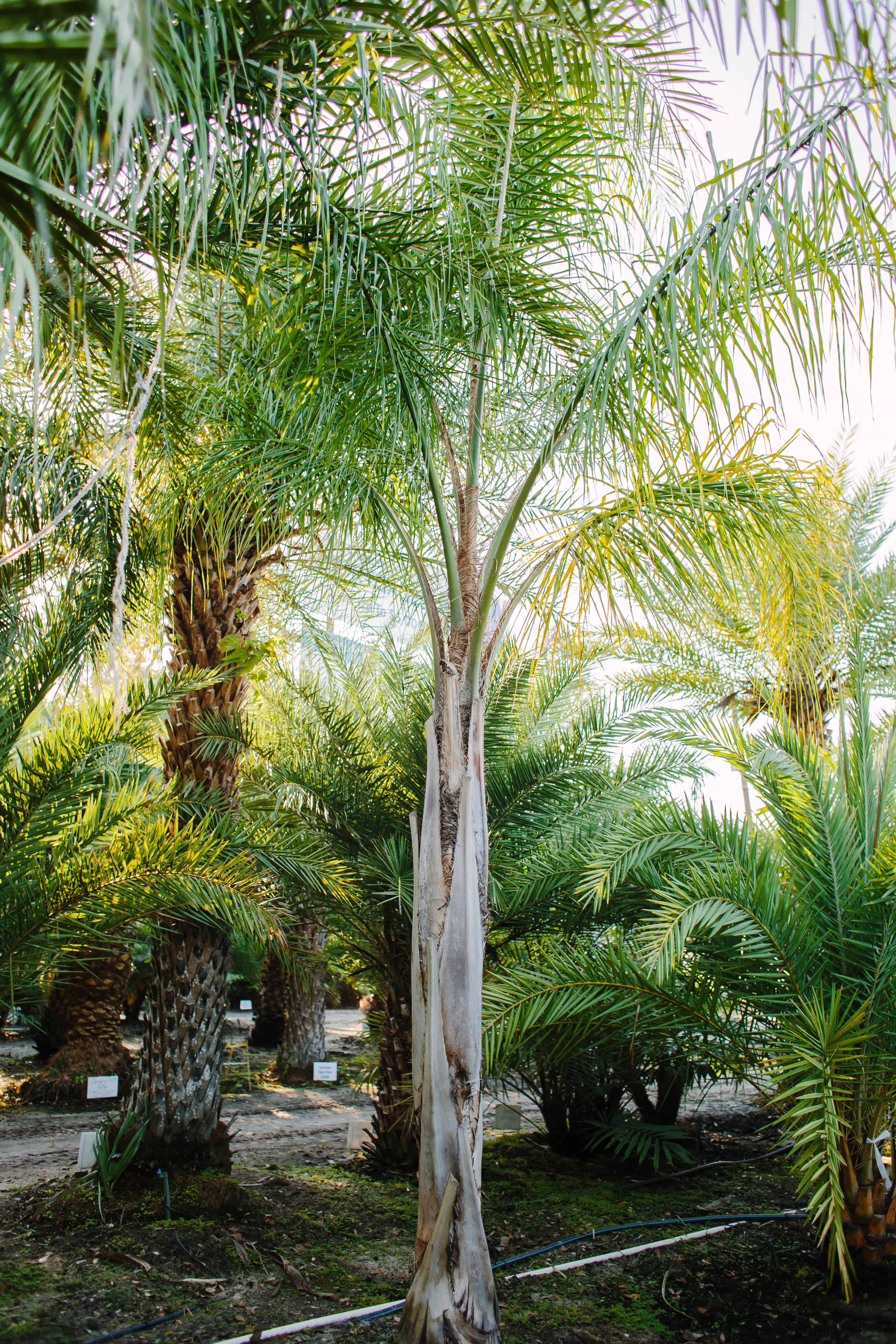 Queen Palm | Liberty Landscape Supply