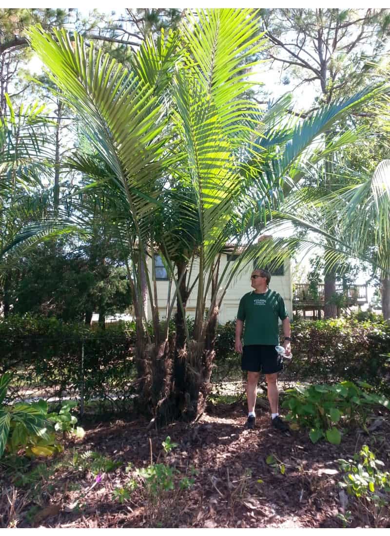 Taiwan Dwarf Sugar Palm Tree (arenga Engleri) | lupon.gov.ph