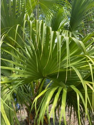 Chinese Fan Palm Foliage