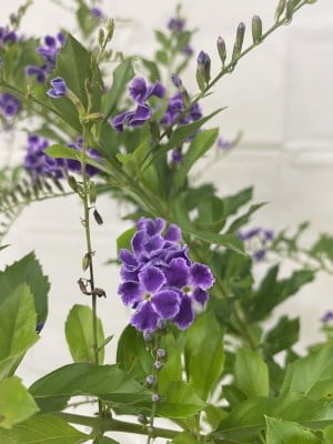 Duranta Sapphire Flower
