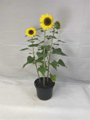 Sunflower Tall