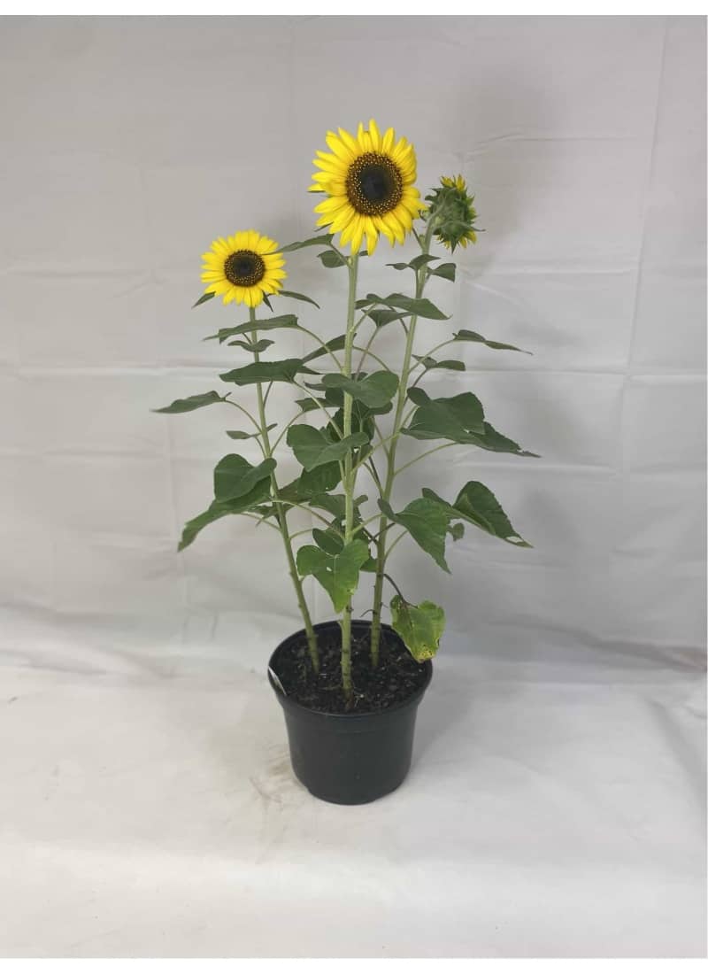Sunflower Tall