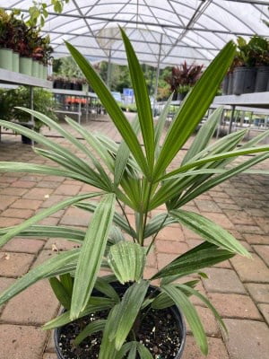 Lady Rhapsis Palm Foliage 1#
