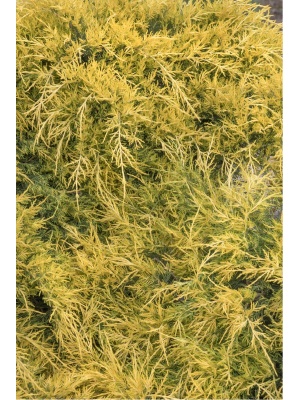 Sea of Gold Foliage Juniper